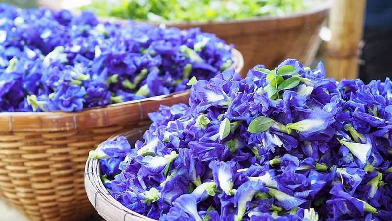 Uống trà hoa đậu biếc hằng ngày có tốt không? Cách uống đúng là gì? 1