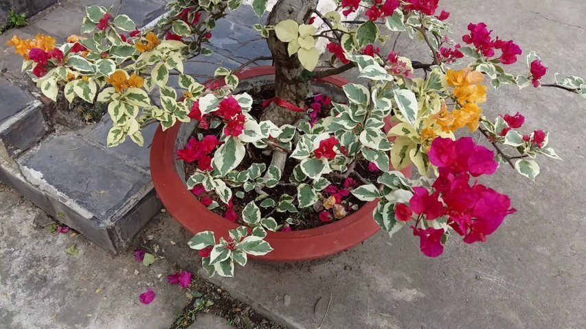 cây hoa giấy cẩm thạch 2